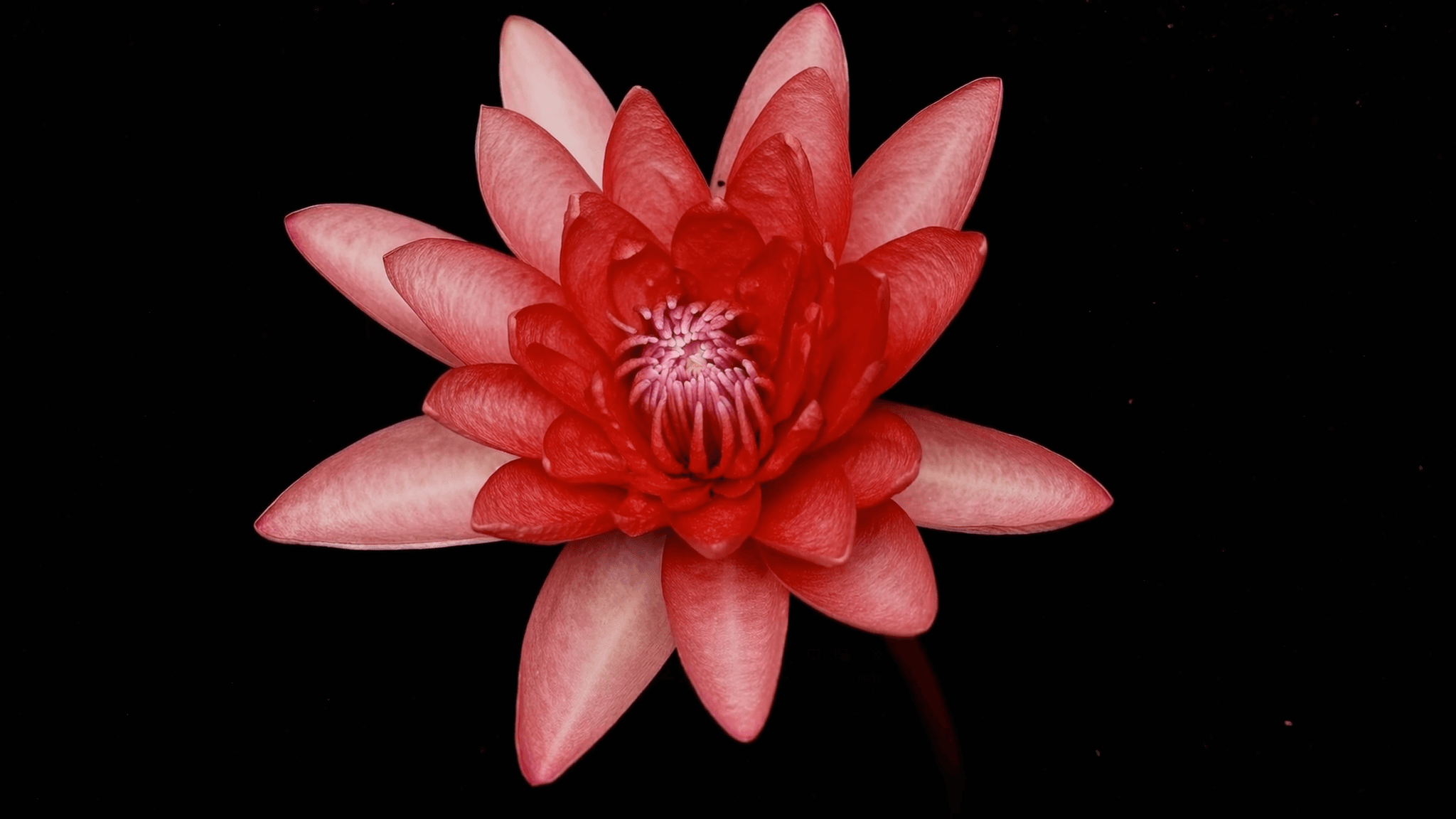 Paradise Flower Bloom